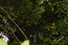 Zanthoxylum brachyacanthum