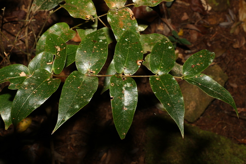 Image of Small Supplejack (Ripogonum fawcettianum) by (c) Greg Tasney, some rights reserved (CC BY-SA)