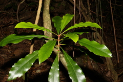 Anopterus macleayanus