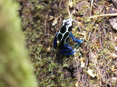 Dendrobates tinctorius