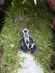 Dendrobates tinctorius