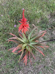 Aloe arborescens