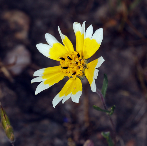 iNaturalist observation photo of Frémont's tidytips