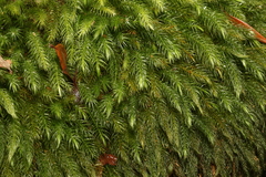 Pyrrhobryum spiniforme