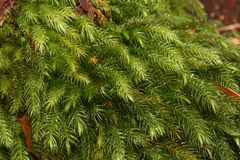 Pyrrhobryum spiniforme