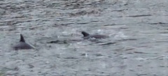 Delphinus