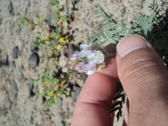 Astragalus coquimbensis