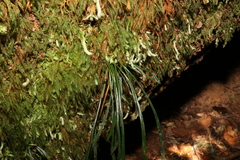 Haplopteris ensiformis