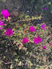 Lampranthus spectabilis
