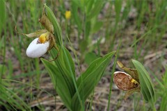 Cypripedium candidum