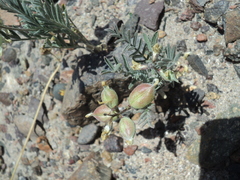 Astragalus coquimbensis