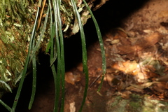 Haplopteris ensiformis