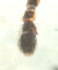 Attulus distinguendus