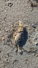 Orthopristis chrysoptera