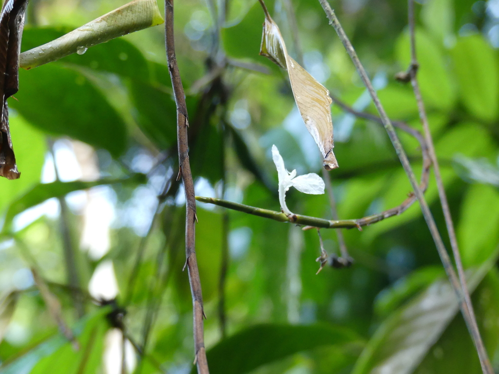 Ischnosiphon centricifolius