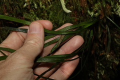 Haplopteris ensiformis