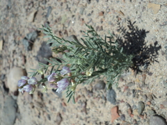 Astragalus coquimbensis