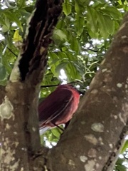 Piranga rubra