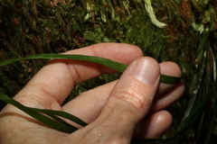 Haplopteris ensiformis