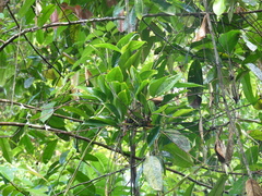 Ischnosiphon centricifolius