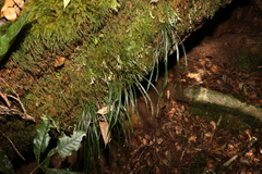 Haplopteris ensiformis