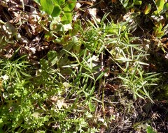 Cenolophium denudatum