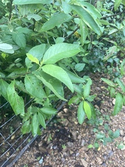 Varronia curassavica