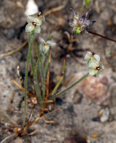 iNaturalist observation photo of dot-seed plantain