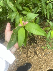 Varronia curassavica