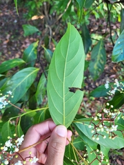 Nectandra hihua