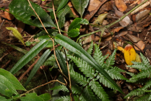Image of Parsonsia tenuis by (c) Greg Tasney, some rights reserved (CC BY-SA)
