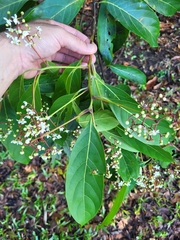 Nectandra hihua