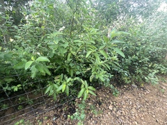 Varronia curassavica