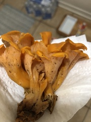 Craterellus odoratus