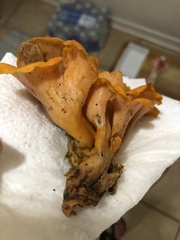 Craterellus odoratus
