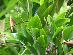 Ischnosiphon centricifolius