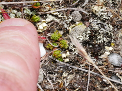 Xanthoparmelia semiviridis