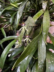 Epidendroideae