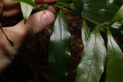 Cinnamomum virens