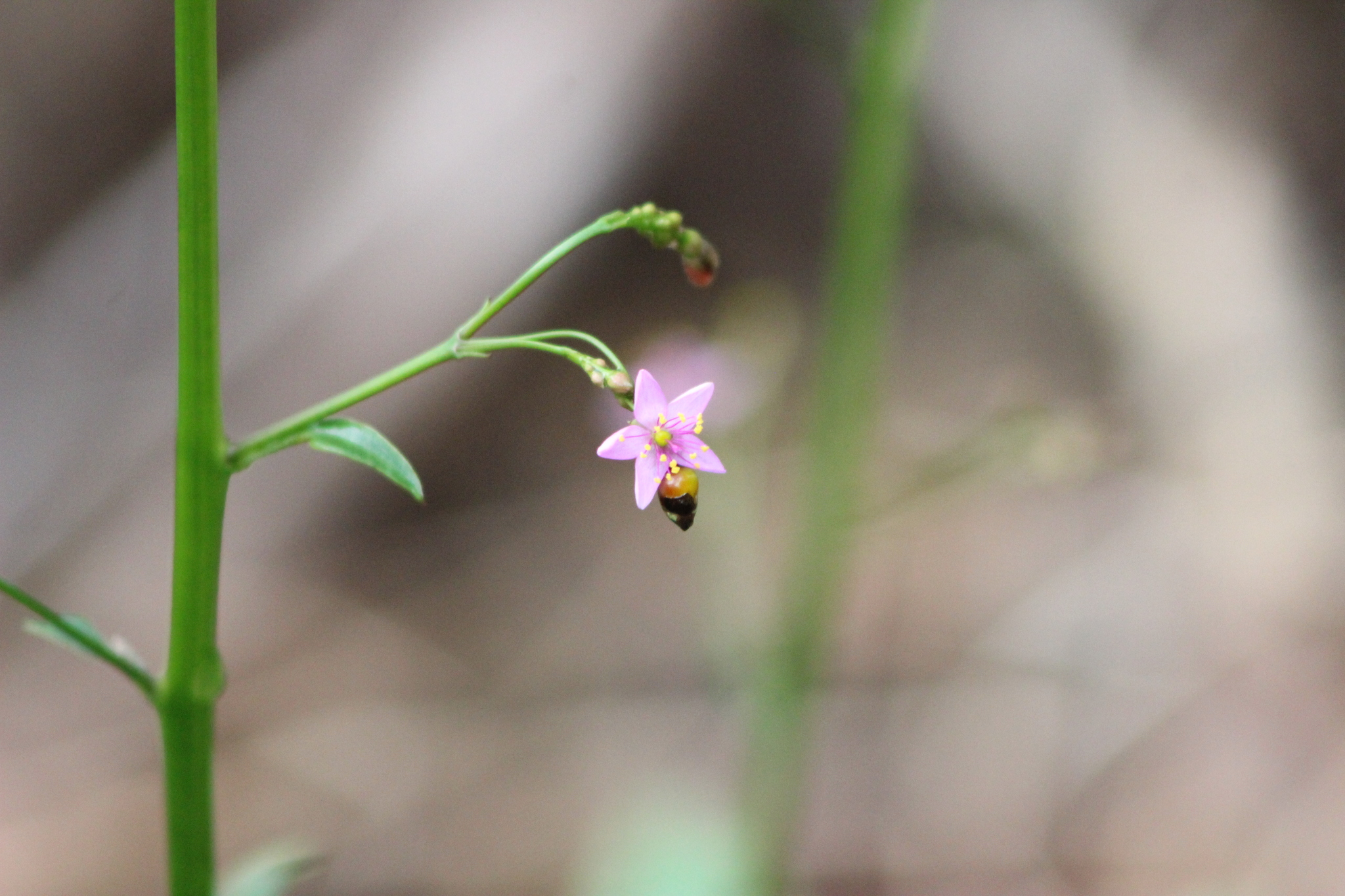 Talinum paniculatum
