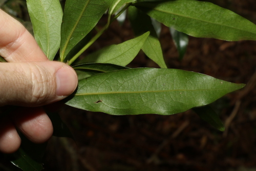Image of Cinnamomum virens by (c) Greg Tasney, some rights reserved (CC BY-SA)