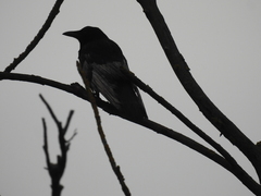 Corvus corone corone