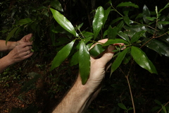 Cinnamomum virens