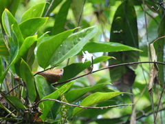 Ischnosiphon centricifolius