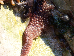 Chondracanthus exasperatus