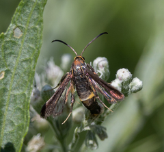 Carmenta pyralidiformis