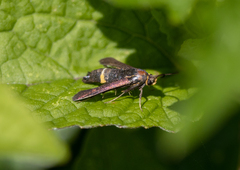 Carmenta pyralidiformis