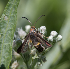 Carmenta pyralidiformis