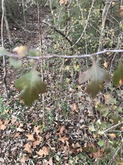 Crataegus spathulata