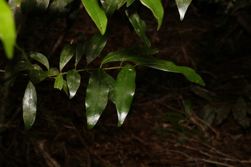 Image of Cinnamomum virens by (c) Greg Tasney, some rights reserved (CC BY-SA)